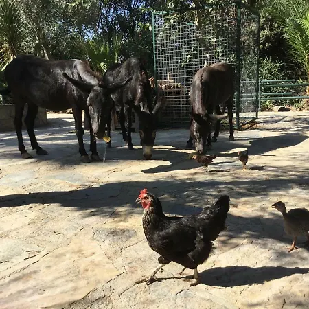 Casa Del Burro * Ortakent